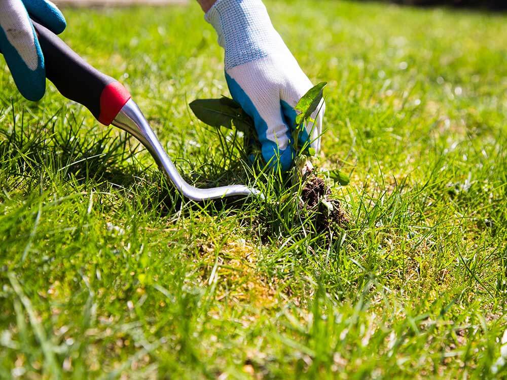 Weed Control in Chandler, Arizona